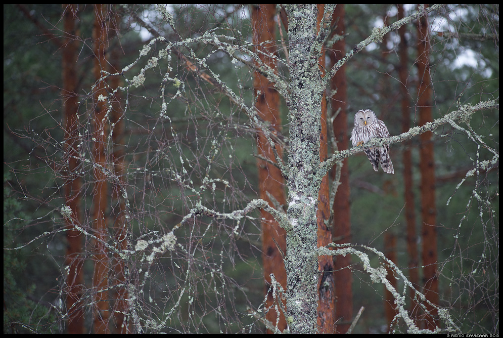 Ural owl