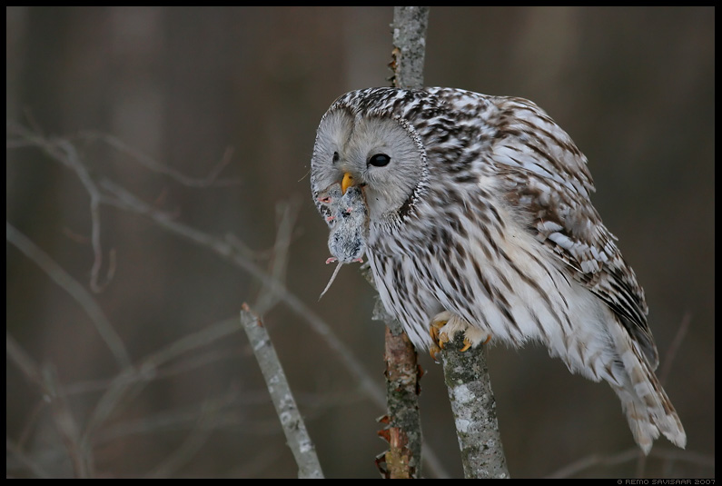 Ural owl