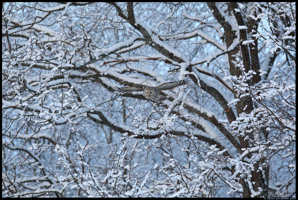Длиннохвостая неясыть