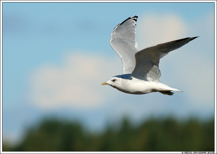 Серебристая чайка