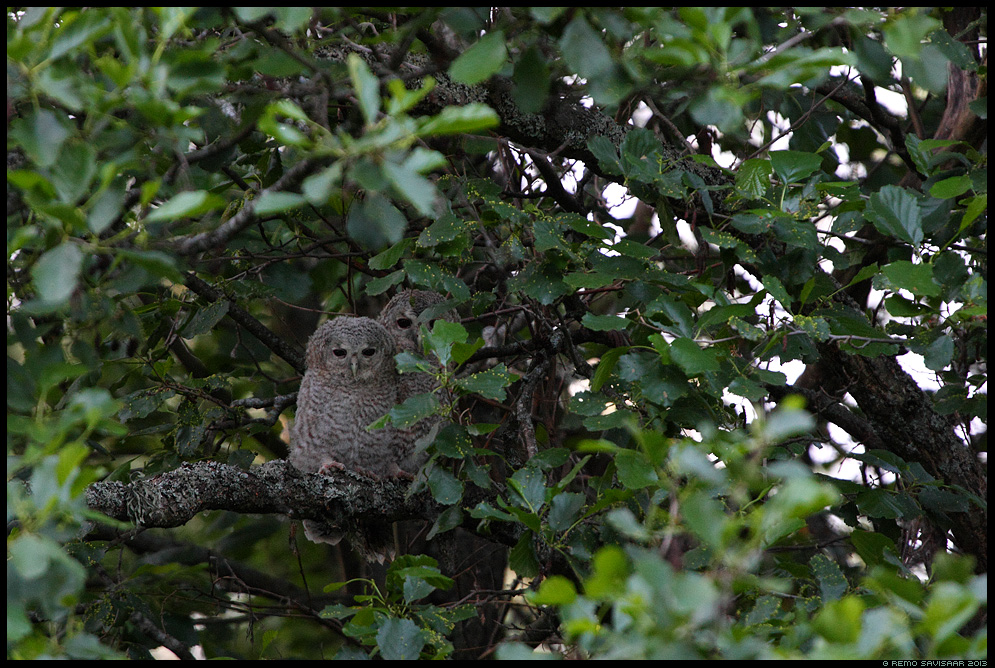 Tawny owl