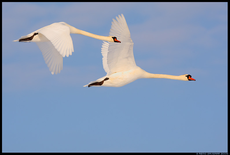 Лебедь-шипун