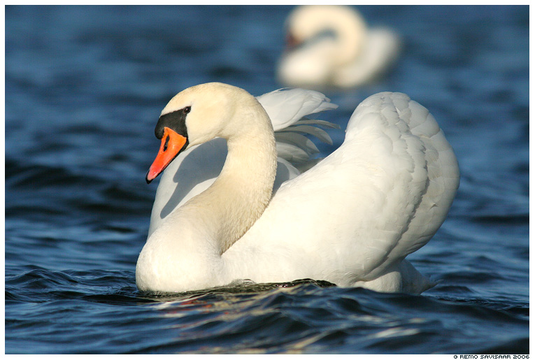 Mute swan
