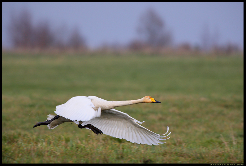 Лебедь-кликун