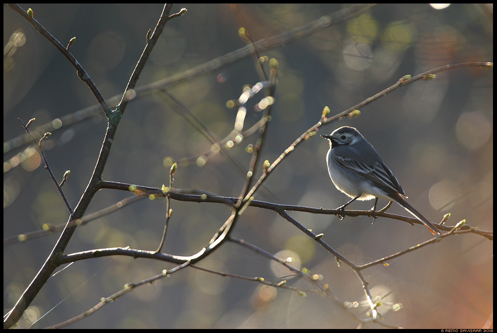 Белая трясогузка