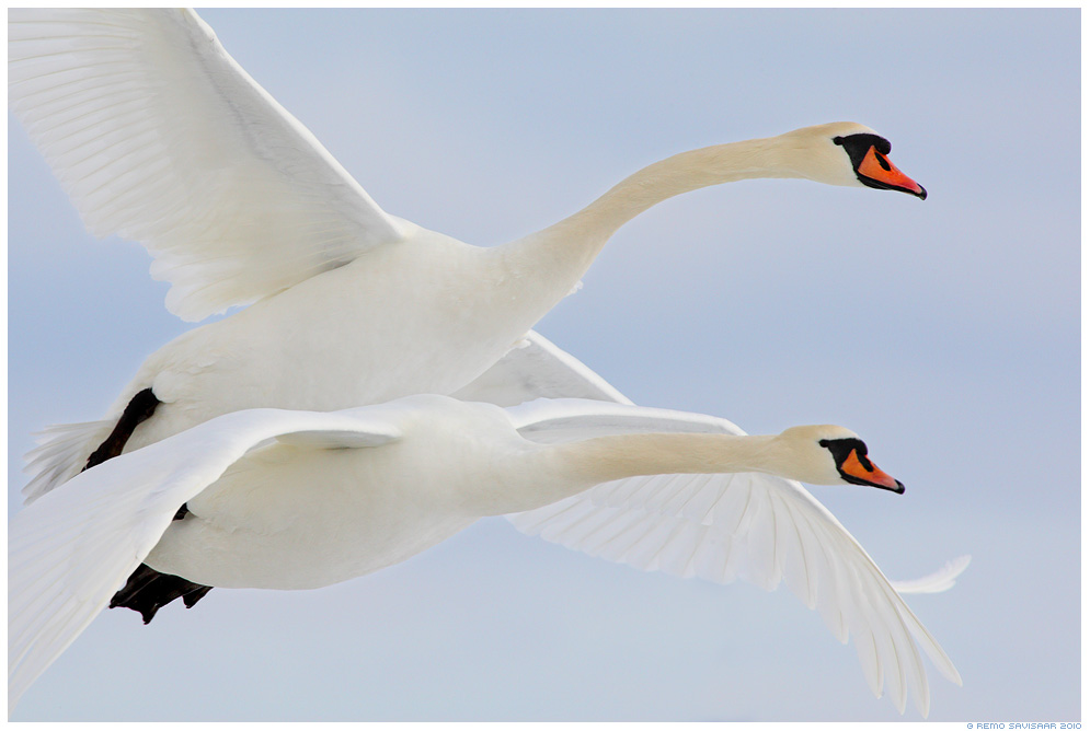 Лебедь-шипун