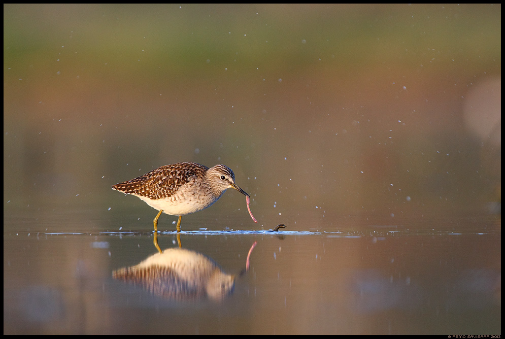 Wood sandpiper