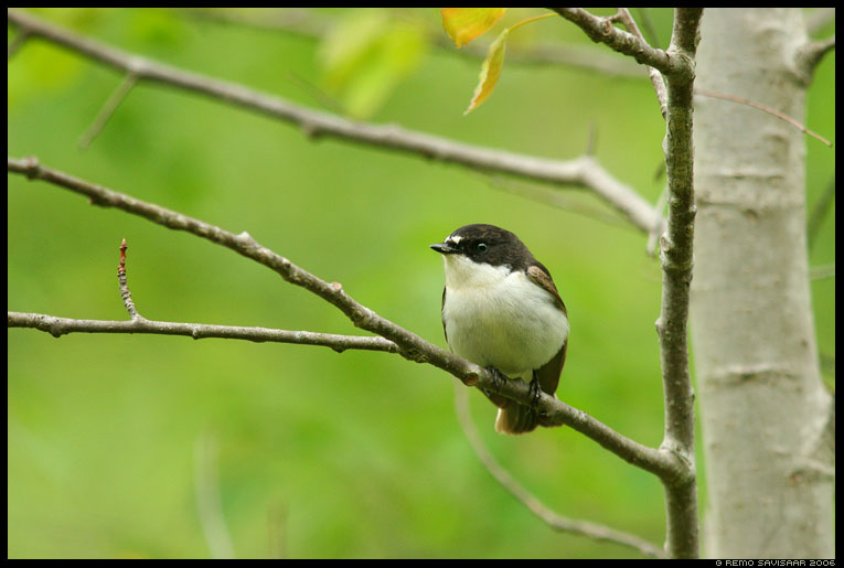 Мухоловка-пеструшка
