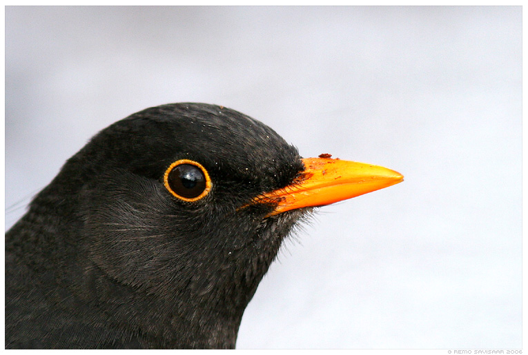 Чёрный дрозд