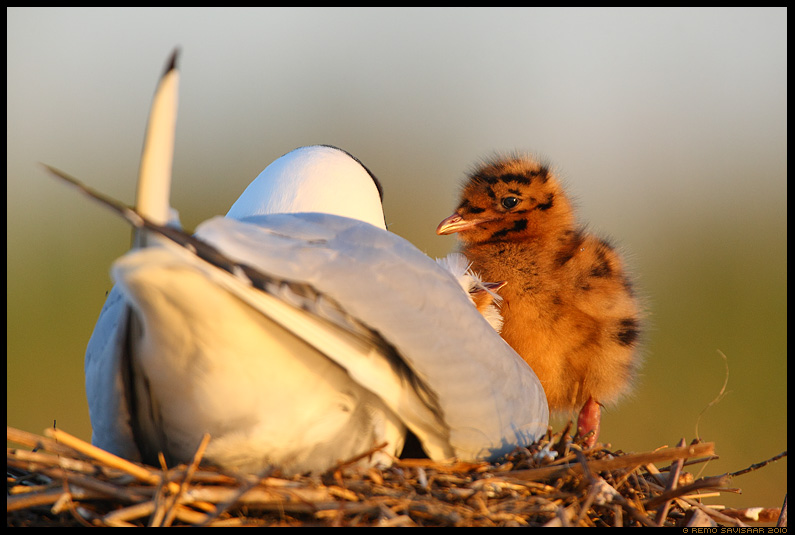 Black-headed gull