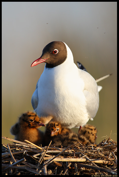 Озерная чайка