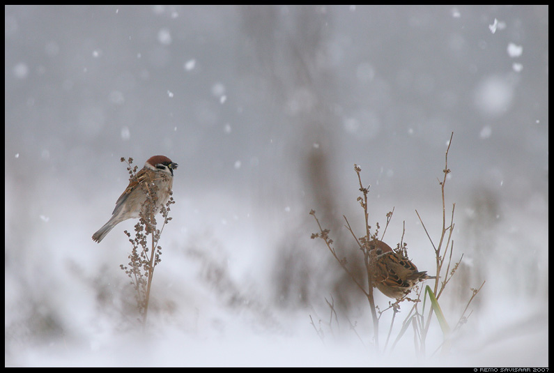 Полевой воробей