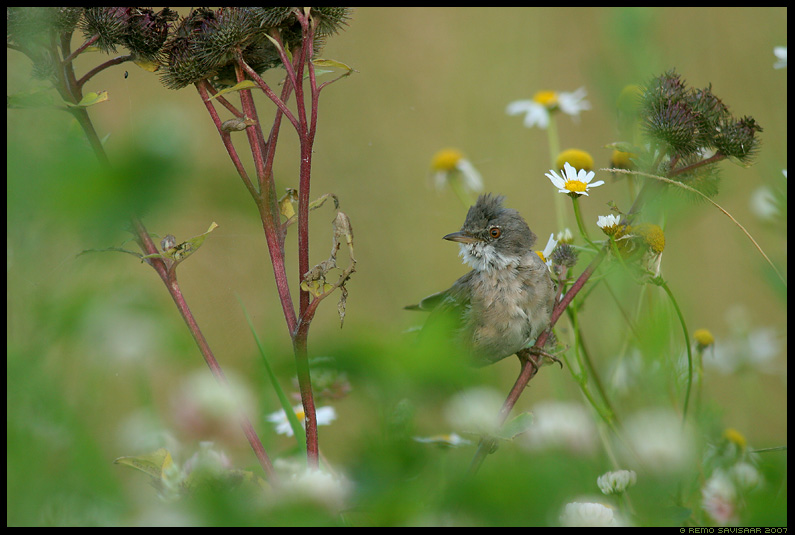 Common whitethroat