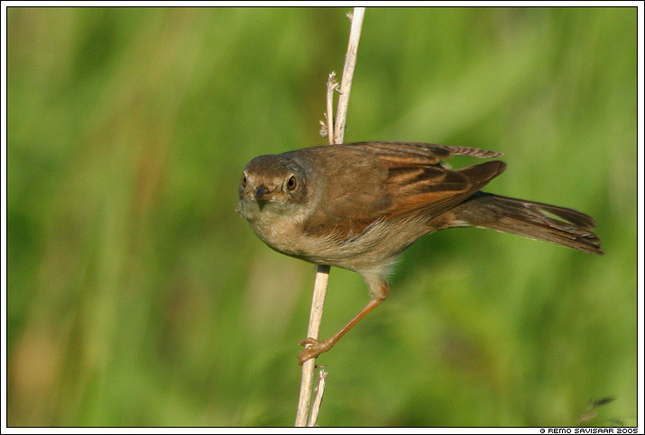 Pruunselg-põõsalind