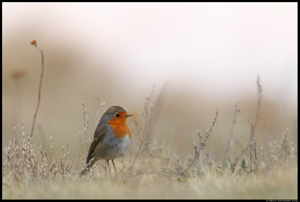 Robin