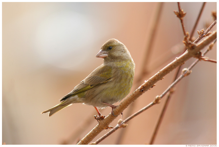 Greenfinch