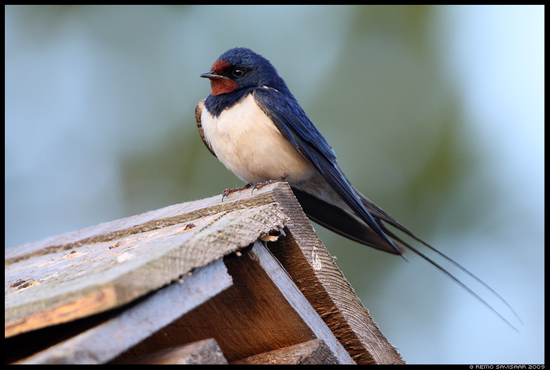 Деревенская ласточка