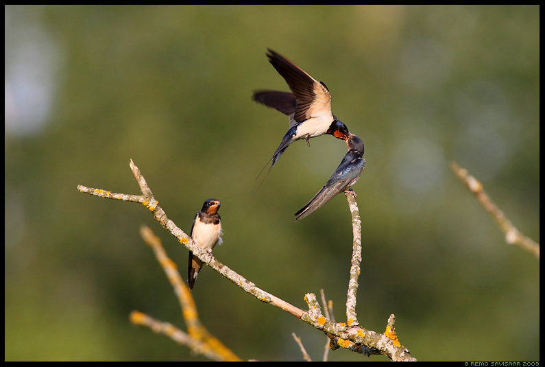 Barn swallow