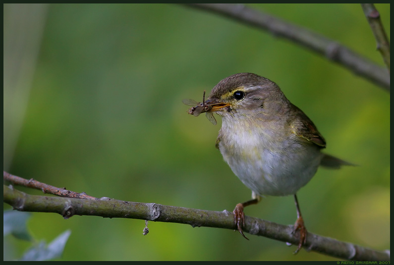 Пеночка-теньковка