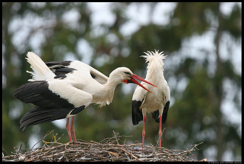 White stork